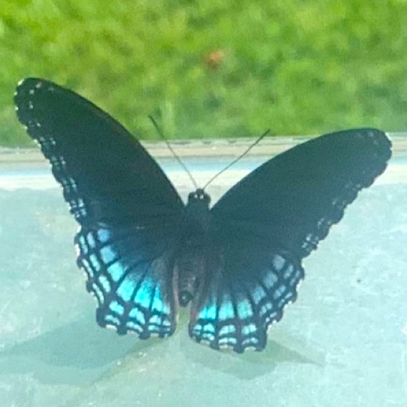 Meet your Posher, Anitra - Picture 1 of 2